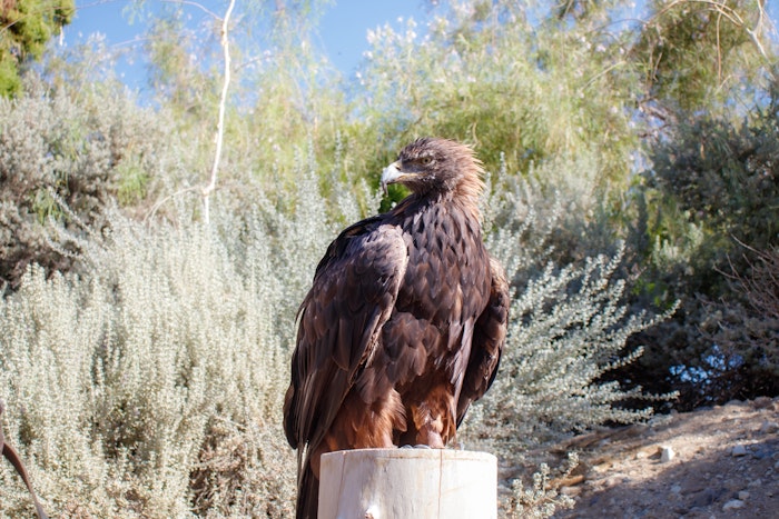 Golden Eagle
