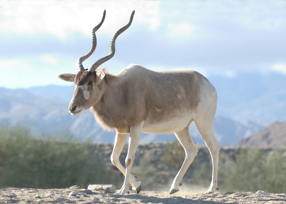 Addax