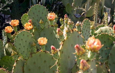 Engelmann prickly pear