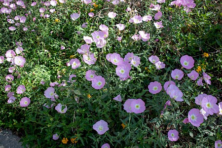 Mexican evening primrose (Oenethera speciosa)