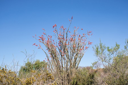 Ocotillo (Fouquieria splendens)