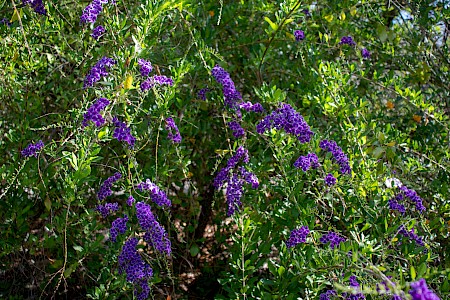 Skyflower (Duranta erecta)