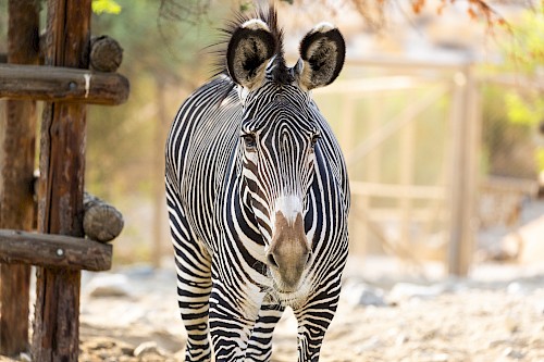 zebra