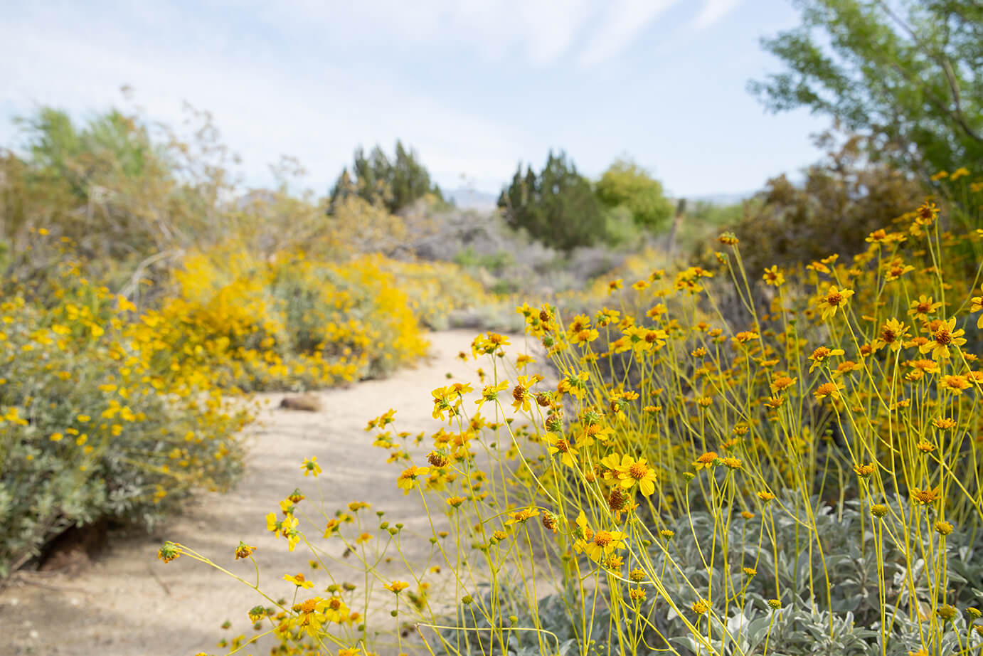 TLD Gardens TaraHoward 35