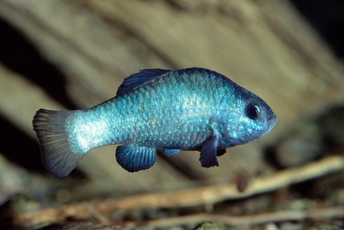 pupfish