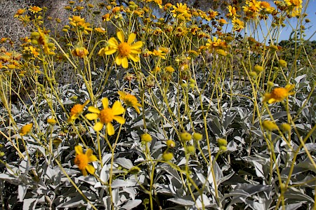 brittlebush
